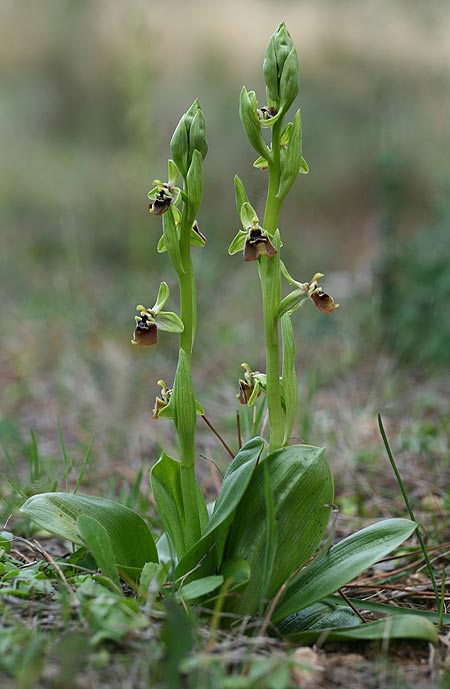 Ophrys aphrodite / Aphrodite Orchid, Cyprus,  Souni 8.3.2014 (Photo: Helmut Presser)