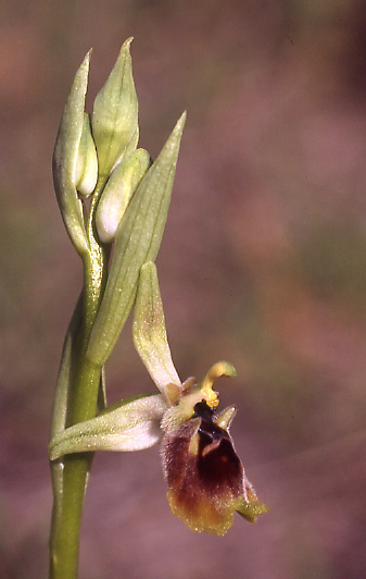 Ophrys aphrodite / Aphrodite Orchid, Cyprus,  Episcopi 4.3.2006 (Photo: Helmut Presser)
