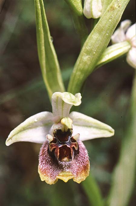 Ophrys aphrodite / Aphrodite Orchid, Cyprus,  Choulou 6.4.1998 (Photo: Jan & Liesbeth Essink)