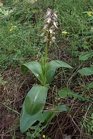 Barlia robertiana / Giant Orchid, Cyprus,  Nikitari 24.3.2025 
