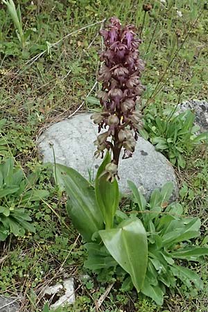 Barlia robertiana / Giant Orchid, Cyprus,  Kato Archimandrita 1.4.2025 