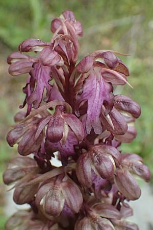 Barlia robertiana / Giant Orchid, Cyprus,  Kato Archimandrita 1.4.2025 