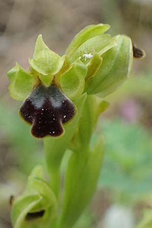 Ophrys cinereophila / Small-Flowered Dull Bee Orchid, Cyprus,  Kato ArchimandritaJ=1425 1.3.1997 
