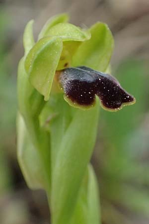 Ophrys cinereophila / Small-Flowered Dull Bee Orchid, Cyprus,  Kato ArchimandritaJ=1425 1.3.1997 