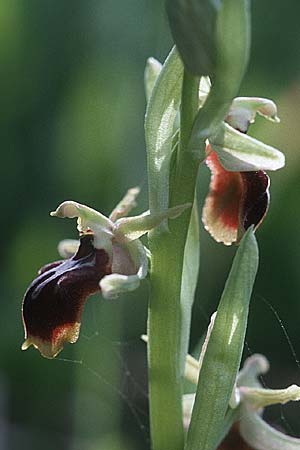 Ophrys alasiatica \ Alasia-Ragwurz / Alasia Bee Orchid, Zypern/Cyprus,  Kato Dhrys 2.3.1997 