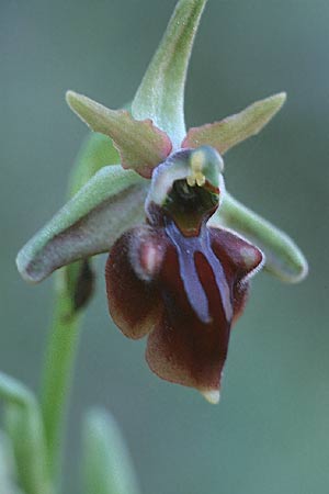 Ophrys morio \ Narrenkappen-Ragwurz, Zypern,  Moni Neophytos 4.3.1997 