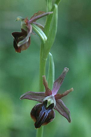 Ophrys morio \ Narrenkappen-Ragwurz, Zypern,  Moni Neophytos 4.3.1997 