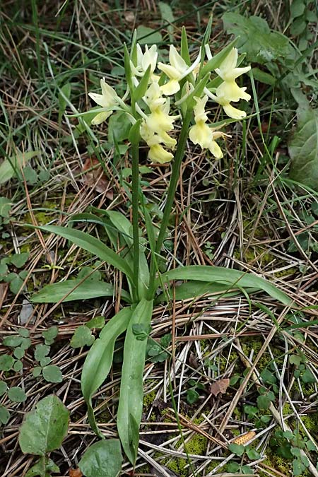 Dactylorhiza romana \ Römische Fingerwurz / Roman Orchid, Zypern/Cyprus,  Akamas,Neo Chorio 20.3.2025 