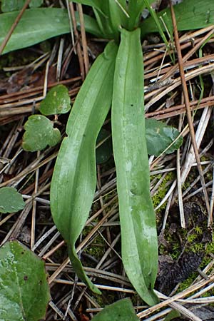 Dactylorhiza romana \ Römische Fingerwurz / Roman Orchid, Zypern/Cyprus,  Akamas,Neo Chorio 20.3.2025 