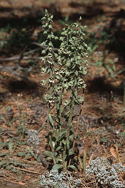Epipactis condensata \ Dichtblütige Ständelwurz, Zypern,  Troodos 1.7.1999 