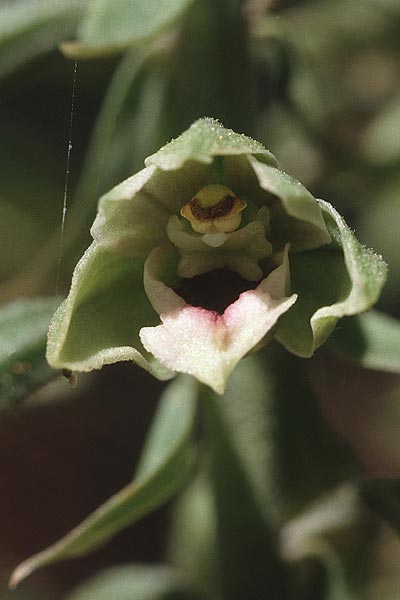 Epipactis condensata \ Dichtblütige Ständelwurz, Zypern,  Troodos 1.7.1999 