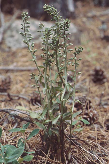 Epipactis condensata \ Dichtblütige Ständelwurz, Zypern,  Troodos 25.6.1999 