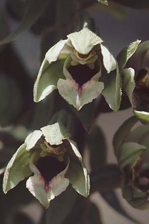 Epipactis condensata \ Dichtblütige Ständelwurz, Zypern,  Troodos 25.6.1999 