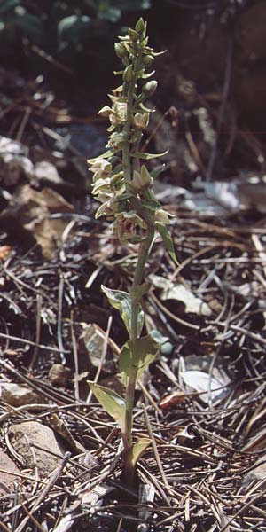 Epipactis condensata \ Dichtblütige Ständelwurz, Zypern,  Troodos, Mt. Olympos 26.6.1999 