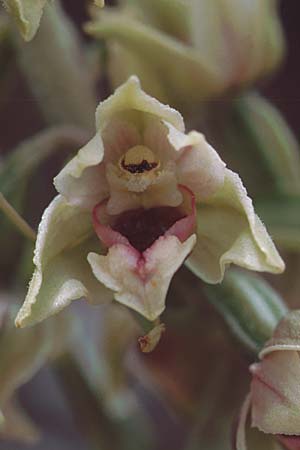 Epipactis condensata \ Dichtblütige Ständelwurz, Zypern,  Troodos, Mt. Olympos 26.6.1999 