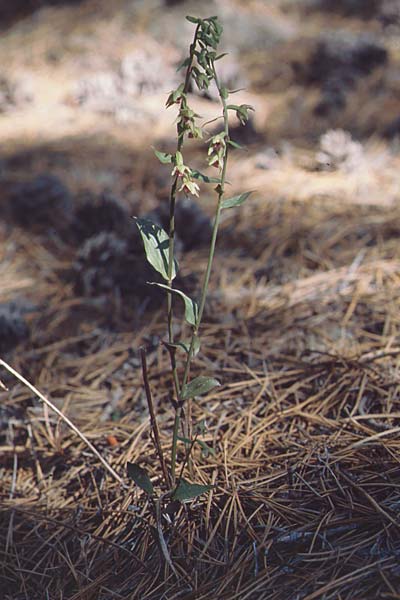 Epipactis troodi \ Troodos-Ständelwurz / Troodos Helleborine, Zypern/Cyprus,  Troodos 1.7.1999 