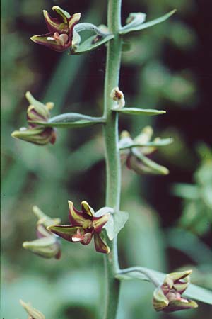 Epipactis veratrifolia subsp. veratrifolia / Scarce Marsh Helleborine, Cyprus,  Troodos 27.6.1999 