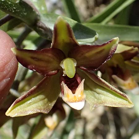 Epipactis veratrifolia subsp. oaseana \ Germerblättrige Ständelwurz / Scarce Marsh Helleborine, Zypern/Cyprus,  Episkopi 23.3.2025 