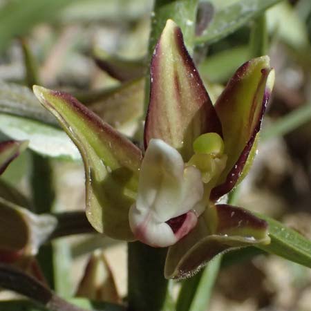 Epipactis veratrifolia subsp. oaseana \ Germerblättrige Ständelwurz / Scarce Marsh Helleborine, Zypern/Cyprus,  Episkopi 23.3.2025 