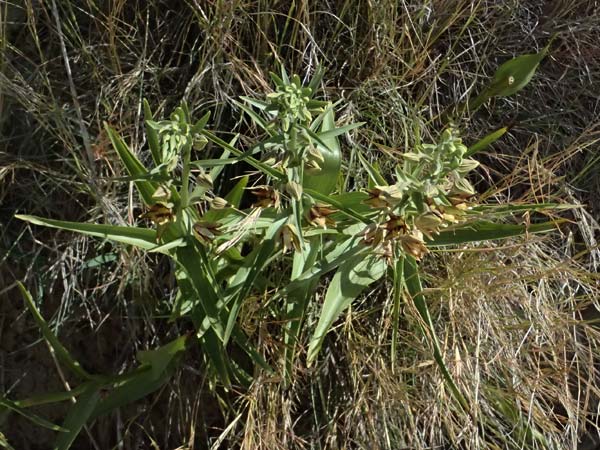 Epipactis veratrifolia subsp. oaseana \ Germerblättrige Ständelwurz / Scarce Marsh Helleborine, Zypern/Cyprus,  Episkopi 23.3.2025 
