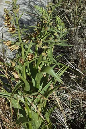 Epipactis veratrifolia subsp. oaseana \ Germerblättrige Ständelwurz / Scarce Marsh Helleborine, Zypern/Cyprus,  Episkopi 23.3.2025 
