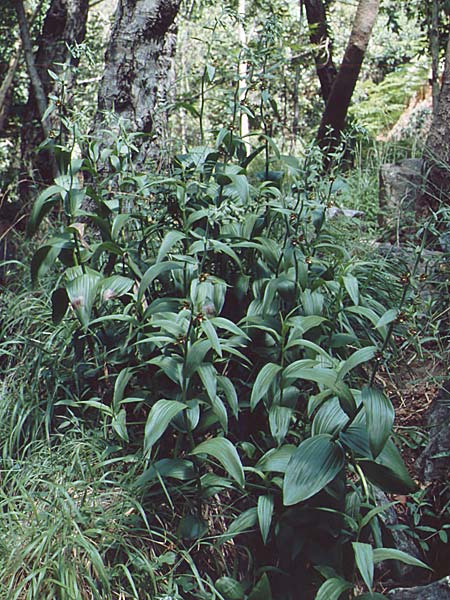 Epipactis veratrifolia subsp. veratrifolia / Scarce Marsh Helleborine, Cyprus,  Troodos 25.6.1999 