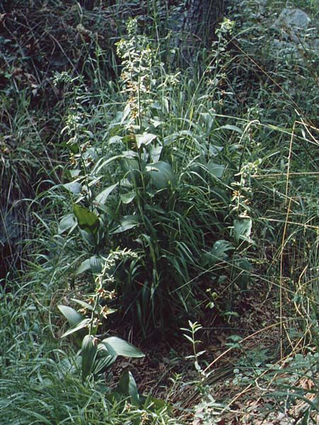 Epipactis veratrifolia subsp. veratrifolia / Scarce Marsh Helleborine, Cyprus,  Troodos 25.6.1999 