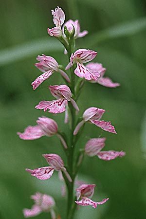Dactylorhiza iberica \ Georgische Fingerwurz, Georgisches Knabenkraut, Zypern,  Troodos 25.6.1999 