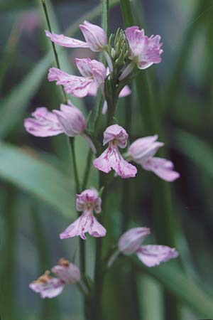 Dactylorhiza iberica \ Georgische Fingerwurz, Georgisches Knabenkraut, Zypern,  Troodos 25.6.1999 