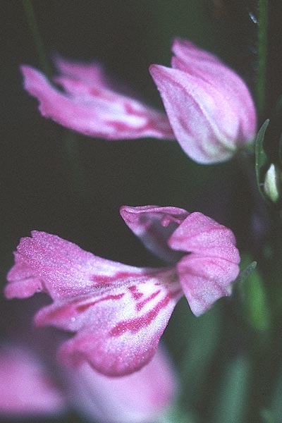 Dactylorhiza iberica \ Georgische Fingerwurz, Georgisches Knabenkraut, Zypern,  Troodos 25.6.1999 