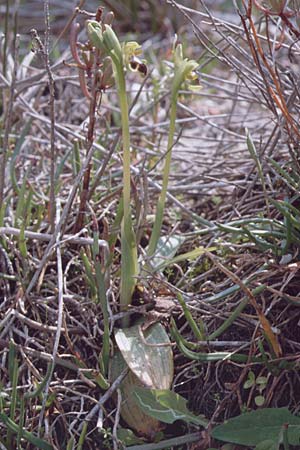 Ophrys israelitica / Israel Ophrys, Cyprus,  Akrotiri 3.3.1997 