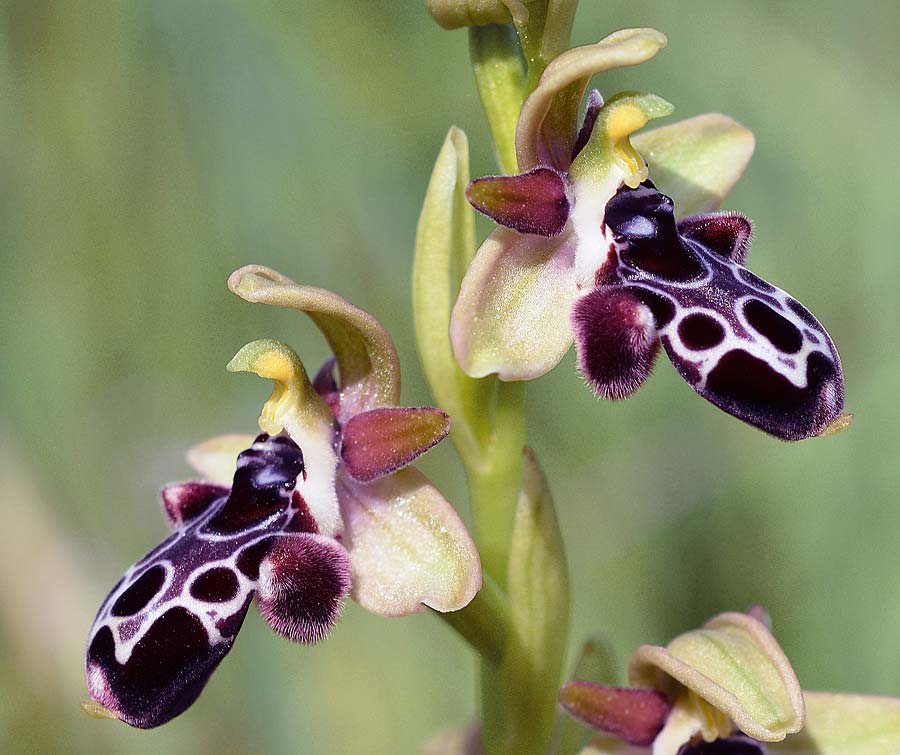 Ophrys kotschyi \ Kotschys Ragwurz / Cyprus Bee Orchid, Zypern/Cyprus,  Akrotiri 15.3.2017 (Photo: Christian Schlomann)