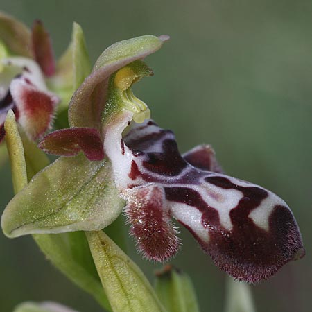Ophrys kotschyi x orientalis, Zypern/Cyprus,  Akrotiri 5.3.2014 (Photo: Helmut Presser)