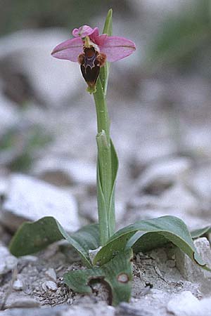 Ophrys lapethica \ Lapethos-Ragwurz / Lapethos Bee Orchid, Zypern/Cyprus,  Kato Dhrys 2.3.1997 