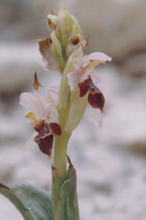 Ophrys lapethica \ Lapethos-Ragwurz / Lapethos Bee Orchid, Zypern/Cyprus,  Kato Dhrys 2.3.1997 