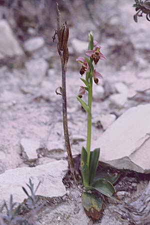Ophrys lapethica \ Lapethos-Ragwurz / Lapethos Bee Orchid, Zypern/Cyprus,  Kato Dhrys 2.3.1997 