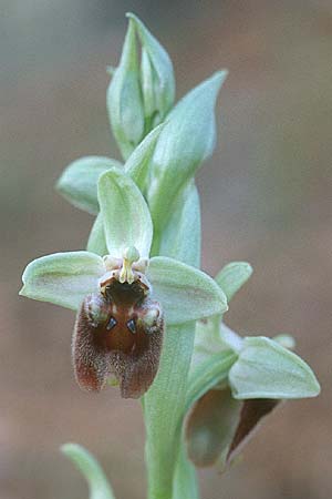 Ophrys levantina / Levant Ophrys, Cyprus,  Peyia 1.3.1997 