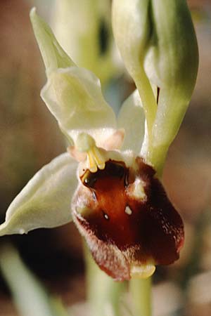 Ophrys levantina / Levant Ophrys, Cyprus,  Peyia 1.3.1997 