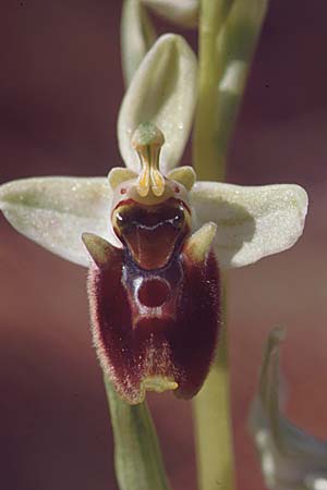 Ophrys levantina / Levant Ophrys, Cyprus,  Peyia 1.3.1997 