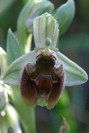 Ophrys levantina / Levant Ophrys, Cyprus,  Akamas 1.3.1997 