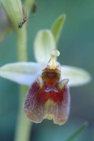 Ophrys levantina / Levant Ophrys, Cyprus,  Akamas,Neo Chorio 1.3.1997 