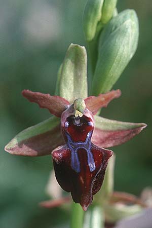 Ophrys morio \ Narrenkappen-Ragwurz, Zypern,  Akamas 1.3.1997 