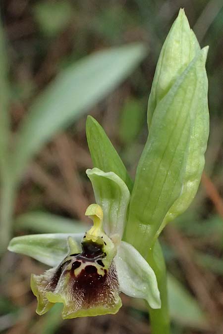 Ophrys aphrodite / Aphrodite Orchid, Cyprus,  Akamas,Neo Chorio 20.3.2025 
