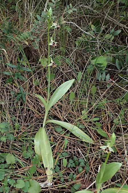 Ophrys aphrodite / Aphrodite Orchid, Cyprus,  Akamas,Neo Chorio 20.3.2025 