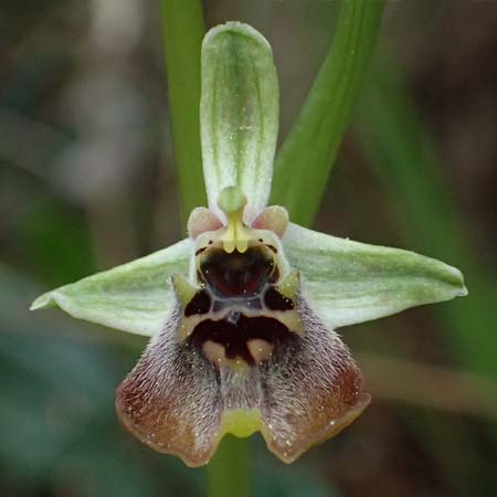 Ophrys aphrodite / Aphrodite Orchid, Cyprus,  Akamas,Neo Chorio 20.3.2025 