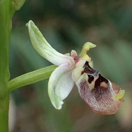 Ophrys aphrodite / Aphrodite Orchid, Cyprus,  Akamas,Neo Chorio 20.3.2025 