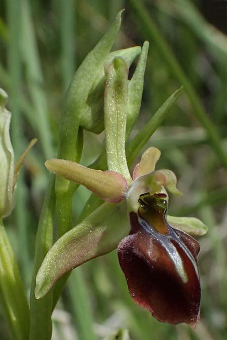 Ophrys alasiatica \ Alasia-Ragwurz / Alasia Bee Orchid, Zypern/Cyprus,  Pano Lefkara 25.3.2025 