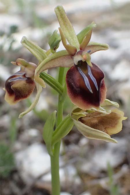 Ophrys alasiatica \ Alasia-Ragwurz / Alasia Bee Orchid, Zypern/Cyprus,  Pano Lefkara 25.3.2025 