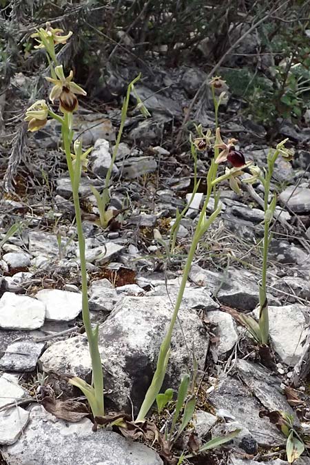 Ophrys alasiatica \ Alasia-Ragwurz / Alasia Bee Orchid, Zypern/Cyprus,  Pano Lefkara 25.3.2025 