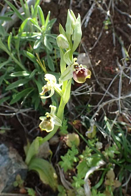 Ophrys aphrodite \ Aphrodite Ragwurz / Aphrodite Orchid, Zypern/Cyprus,  Baths of Aphrodite 27.3.2025 